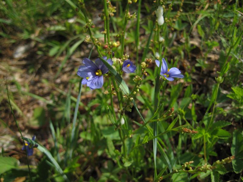 Meader-d (5).JPG - Our hike back to the car was uneventful, but all the dry leaves on the ground made the footing slippery. By the end of the hike we did about 6.5 miles and 2,200 feet of elevation gain. Just before we left Danielle saw this little flower next to the car. I guess you don't always have to go far to find something special.